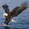 Legal Eagle