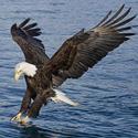 Legal Eagle